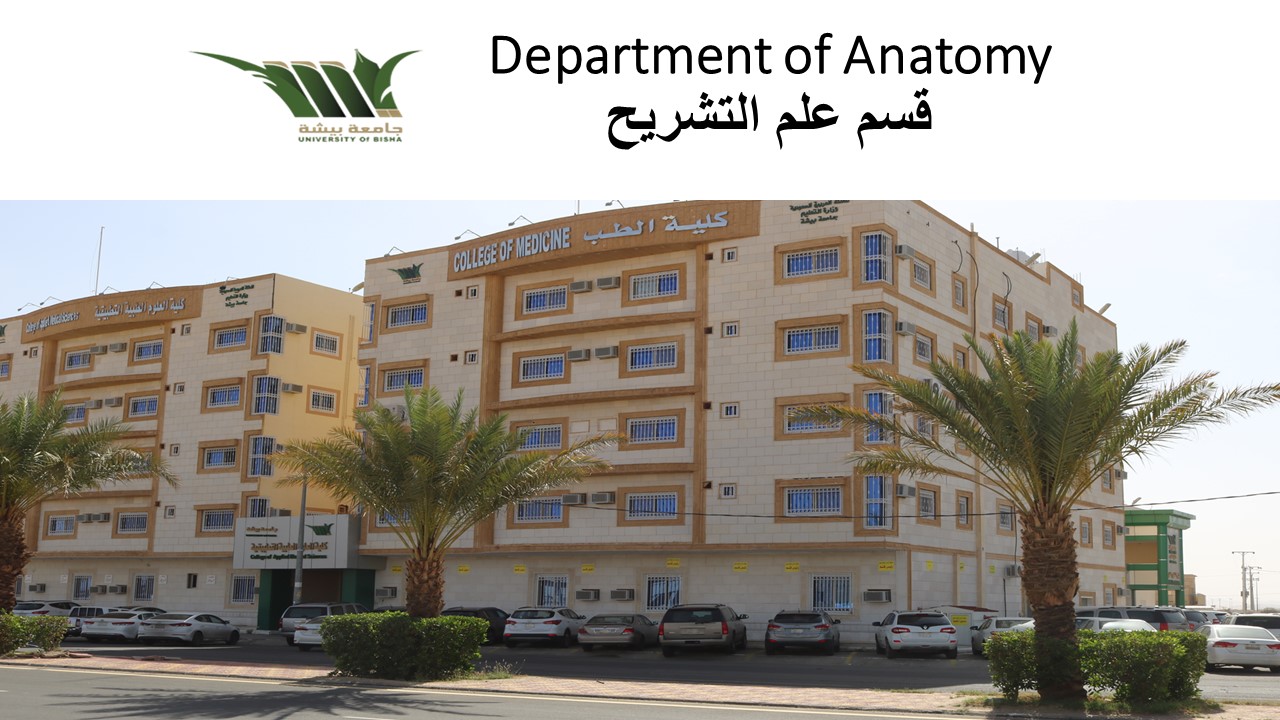 Department of Anatomy